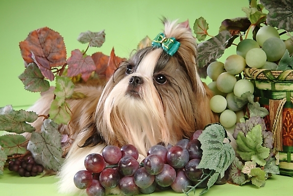 포토 JPG 동물 척추동물 한마리 육지동물 리본 반려견 과일 포유류 포도 실내 사람없음 장식 반려동물 바구니 개 강아지 시츄 머리핀 청포도 소형견 반려 국내포토 1 장신구 내부 파일형식