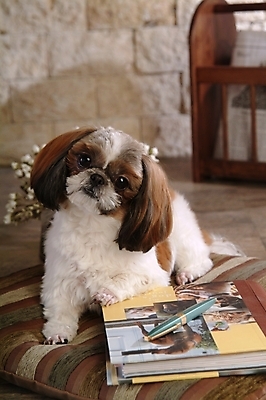 포토 JPG 식물 동물 척추동물 한마리 육지동물 꽃 반려견 포유류 실내 사람없음 책 반려동물 필기구 펜 볼펜 신문 개 강아지 시츄 소형견 반려 국내포토 1 문구용품 내부 간행물 뉴스 파일형식