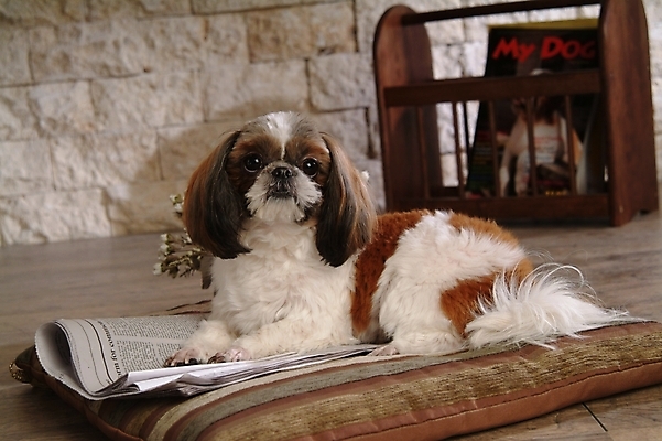 포토 JPG 동물 척추동물 한마리 육지동물 반려견 포유류 실내 방석 사람없음 책 반려동물 신문 개 강아지 시츄 소형견 반려 국내포토 1 내부 간행물 뉴스 파일형식