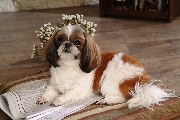 포토 JPG 식물 동물 척추동물 한마리 육지동물 꽃 화분 반려견 포유류 실내 사람없음 반려동물 신문 개 강아지 시츄 소형견 반려 국내포토 1 내부 간행물 뉴스 파일형식