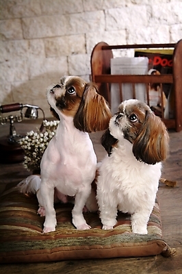 포토 JPG 식물 동물 척추동물 육지동물 꽃 반려견 두마리 포유류 실내 방석 사람없음 반려동물 신문 개 강아지 시츄 전화기 소형견 반려 국내포토 2 내부 간행물 뉴스 파일형식