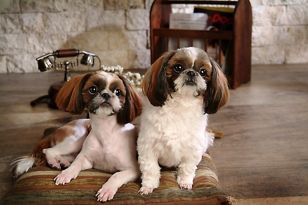 포토 JPG 동물 척추동물 육지동물 반려견 두마리 포유류 실내 방석 사람없음 반려동물 신문 개 강아지 시츄 전화기 소형견 반려 국내포토 2 내부 간행물 뉴스 파일형식