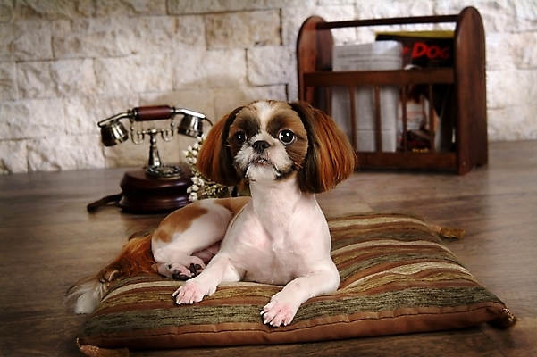 포토 JPG 동물 척추동물 한마리 육지동물 반려견 포유류 실내 방석 사람없음 반려동물 신문 개 강아지 시츄 전화기 소형견 반려 국내포토 1 내부 간행물 뉴스 파일형식