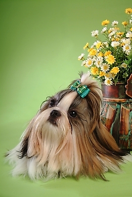 포토 JPG 스튜디오촬영 식물 동물 척추동물 한마리 육지동물 꽃 리본 반려견 포유류 사람없음 반려동물 꽃병 개 강아지 시츄 소형견 반려 국내포토 1 실내 파일형식