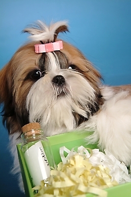 포토 JPG 스튜디오촬영 동물 척추동물 한마리 육지동물 반려견 포유류 유리병 키위 사람없음 장식 반려동물 상자 바구니 개 강아지 시츄 소형견 반려 국내포토 1 과일 병_용기 실내 파일형식