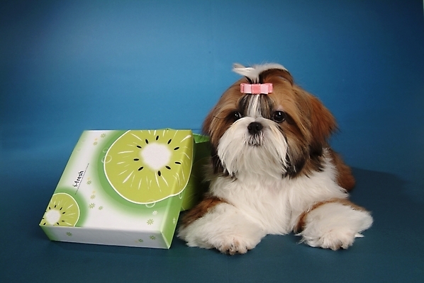 포토 JPG 스튜디오촬영 동물 척추동물 한마리 육지동물 반려견 포유류 키위 사람없음 반려동물 상자 바구니 개 강아지 시츄 소형견 반려 국내포토 1 과일 실내 파일형식