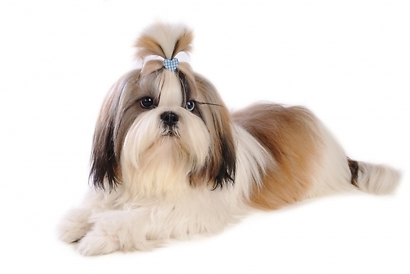 포토 JPG 스튜디오촬영 동물 척추동물 한마리 육지동물 반려견 장신구 포유류 사람없음 장식 반려동물 개 강아지 시츄 애견용품 소형견 머리끈 반려 국내포토 반려용품 1 실내 오브젝트 파일형식