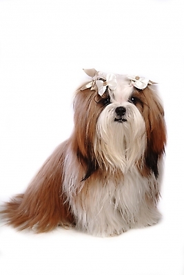 포토 JPG 스튜디오촬영 동물 척추동물 한마리 육지동물 리본 반려견 장신구 포유류 사람없음 장식 반려동물 개 강아지 시츄 머리핀 애견용품 소형견 반려 국내포토 반려용품 1 실내 오브젝트 파일형식