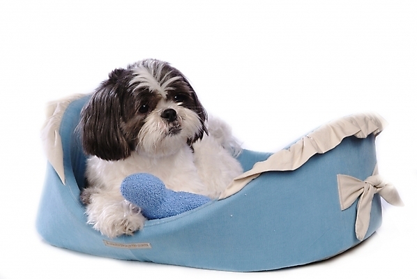 포토 JPG 스튜디오촬영 동물 척추동물 한마리 육지동물 반려견 포유류 사람없음 반려동물 개 강아지 시츄 애견용품 소형견 개집 강아지침대 반려 국내포토 1 실내 침대 파일형식 반려용품