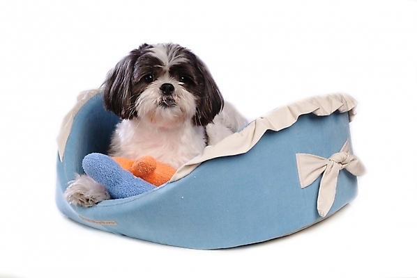 포토 JPG 스튜디오촬영 동물 척추동물 한마리 육지동물 반려견 포유류 사람없음 반려동물 개 강아지 시츄 애견용품 소형견 개집 강아지침대 반려 국내포토 1 실내 침대 파일형식 반려용품