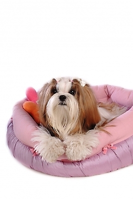 포토 JPG 스튜디오촬영 동물 척추동물 한마리 육지동물 반려견 포유류 사람없음 반려동물 개 강아지 시츄 애견용품 소형견 개집 강아지침대 반려 국내포토 1 실내 침대 파일형식 반려용품