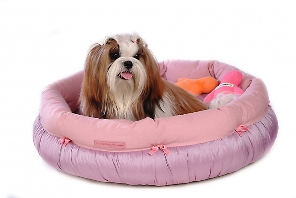 포토 JPG 스튜디오촬영 동물 척추동물 한마리 육지동물 반려견 포유류 사람없음 반려동물 개 강아지 시츄 애견용품 소형견 개집 강아지침대 반려 국내포토 1 실내 침대 파일형식 반려용품