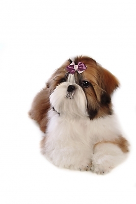 포토 JPG 스튜디오촬영 동물 척추동물 한마리 육지동물 리본 반려견 장신구 포유류 사람없음 장식 반려동물 개 강아지 시츄 머리핀 애견용품 소형견 반려 국내포토 반려용품 1 실내 오브젝트 파일형식