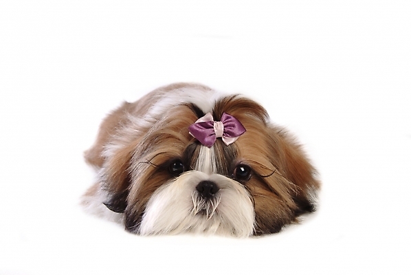 포토 JPG 스튜디오촬영 동물 척추동물 한마리 육지동물 리본 반려견 장신구 포유류 사람없음 장식 반려동물 개 강아지 시츄 머리핀 애견용품 소형견 반려 국내포토 반려용품 1 실내 오브젝트 파일형식