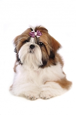 포토 JPG 스튜디오촬영 동물 척추동물 한마리 육지동물 리본 반려견 장신구 포유류 사람없음 장식 반려동물 개 강아지 시츄 머리핀 애견용품 소형견 반려 국내포토 반려용품 1 실내 오브젝트 파일형식