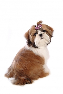 포토 JPG 스튜디오촬영 동물 척추동물 한마리 육지동물 리본 반려견 장신구 포유류 사람없음 장식 반려동물 개 강아지 시츄 머리핀 애견용품 소형견 반려 국내포토 반려용품 1 실내 오브젝트 파일형식