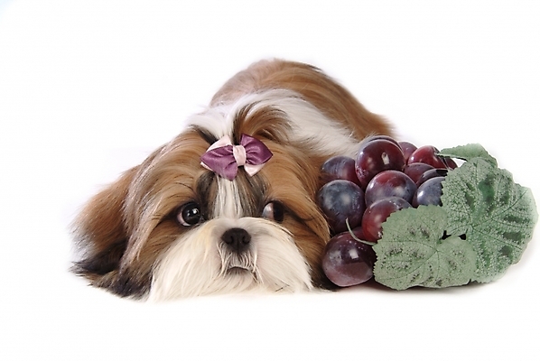 포토 JPG 스튜디오촬영 동물 척추동물 한마리 육지동물 반려견 과일 포유류 포도 사람없음 반려동물 개 강아지 시츄 소형견 반려 국내포토 1 실내 파일형식