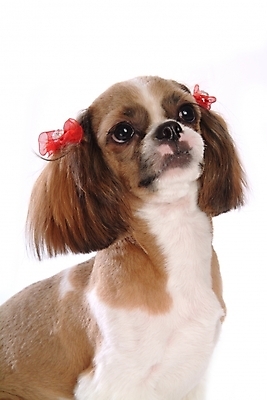 포토 JPG 스튜디오촬영 동물 척추동물 한마리 육지동물 리본 반려견 장신구 포유류 사람없음 장식 반려동물 개 강아지 시츄 머리핀 애견용품 소형견 반려 국내포토 반려용품 1 실내 오브젝트 파일형식