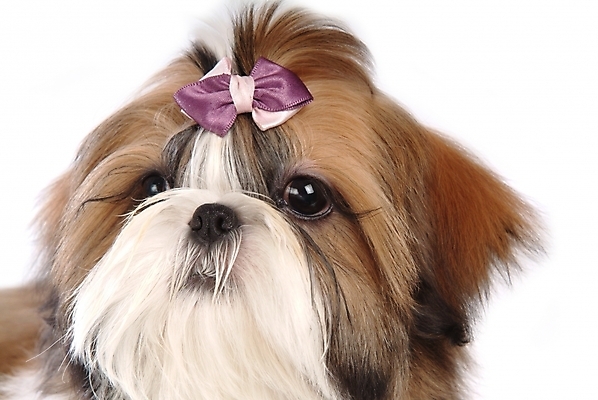 포토 JPG 스튜디오촬영 동물 척추동물 한마리 육지동물 리본 반려견 장신구 포유류 사람없음 장식 반려동물 개 강아지 시츄 머리핀 애견용품 소형견 반려 국내포토 반려용품 1 실내 오브젝트 파일형식