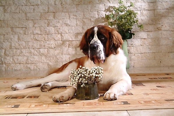 포토 JPG 식물 동물 척추동물 한마리 육지동물 꽃 화분 반려견 포유류 실내 사람없음 반려동물 카펫 개 강아지 세인트버나드 반려 국내포토 1 내부 파일형식