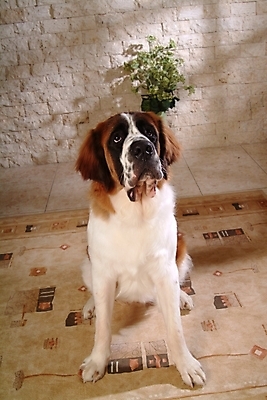 포토 JPG 식물 동물 척추동물 한마리 육지동물 화분 반려견 포유류 실내 사람없음 반려동물 카펫 개 강아지 세인트버나드 반려 국내포토 1 내부 파일형식