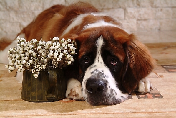 포토 JPG 식물 동물 척추동물 한마리 육지동물 꽃 화분 반려견 포유류 실내 사람없음 반려동물 개 강아지 세인트버나드 반려 국내포토 1 내부 파일형식