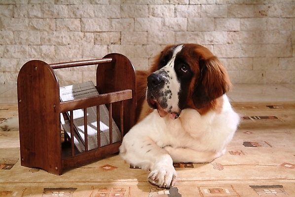 포토 JPG 동물 척추동물 한마리 육지동물 반려견 포유류 책장 실내 사람없음 반려동물 신문 개 강아지 스위스 세인트버나드 반려 국내포토 1 유럽 가구 내부 간행물 뉴스 파일형식