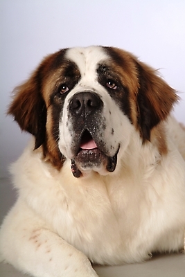 포토 JPG 스튜디오촬영 동물 척추동물 한마리 육지동물 반려견 포유류 사람없음 반려동물 개 강아지 세인트버나드 반려 국내포토 1 실내 파일형식