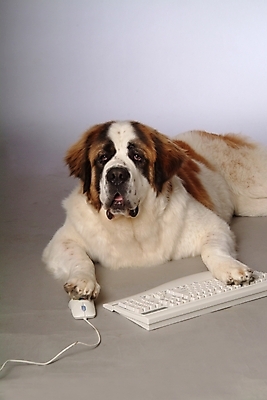 포토 JPG 스튜디오촬영 동물 척추동물 한마리 육지동물 반려견 포유류 사람없음 반려동물 컴퓨터용품 키보드 마우스 개 강아지 세인트버나드 반려 국내포토 1 실내 오브젝트 파일형식