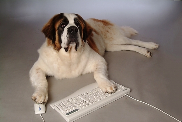 포토 JPG 스튜디오촬영 동물 척추동물 한마리 육지동물 반려견 포유류 사람없음 반려동물 컴퓨터용품 키보드 마우스 개 강아지 세인트버나드 반려 국내포토 1 실내 오브젝트 파일형식