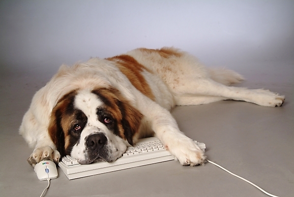 포토 JPG 스튜디오촬영 동물 척추동물 한마리 육지동물 반려견 포유류 사람없음 반려동물 컴퓨터용품 키보드 마우스 개 강아지 세인트버나드 반려 국내포토 1 실내 오브젝트 파일형식