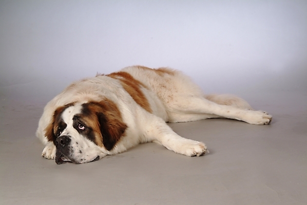 포토 JPG 스튜디오촬영 동물 척추동물 한마리 육지동물 반려견 포유류 사람없음 반려동물 개 강아지 세인트버나드 반려 국내포토 1 실내 파일형식