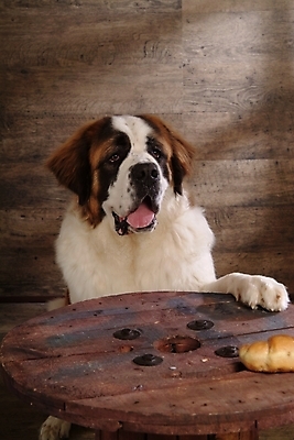 포토 JPG 동물 척추동물 한마리 육지동물 반려견 빵 포유류 탁자 실내 사람없음 반려동물 개 강아지 책상 제빵 세인트버나드 반려 국내포토 1 음식 가구 내부 제과제빵 파일형식
