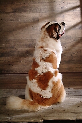 포토 JPG 동물 척추동물 한마리 육지동물 반려견 포유류 실내 사람없음 반려동물 개 강아지 스위스 세인트버나드 반려 국내포토 1 유럽 내부 파일형식