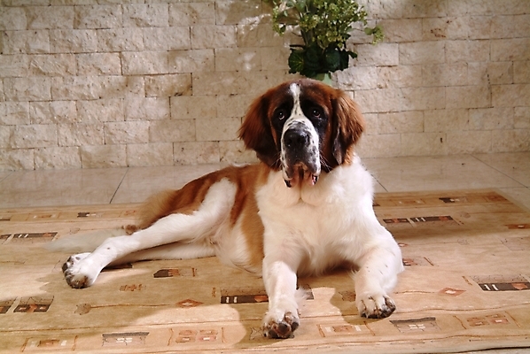 포토 JPG 식물 동물 척추동물 한마리 육지동물 반려견 포유류 실내 사람없음 반려동물 카펫 개 강아지 세인트버나드 반려 국내포토 1 내부 파일형식