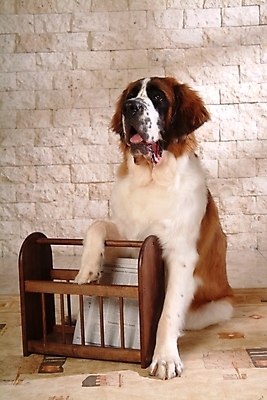 포토 JPG 동물 척추동물 한마리 육지동물 반려견 포유류 책장 실내 사람없음 반려동물 신문 개 강아지 스위스 세인트버나드 반려 국내포토 1 유럽 가구 내부 간행물 뉴스 파일형식