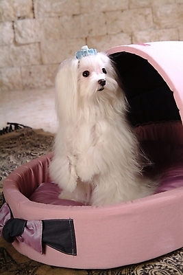 포토 JPG 동물 척추동물 한마리 육지동물 반려견 포유류 실내 사람없음 반려동물 말티즈 개 강아지 애견용품 개집 강아지침대 반려 국내포토 1 내부 침대 파일형식 반려용품