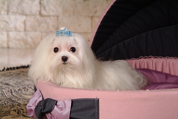 포토 JPG 동물 척추동물 한마리 육지동물 반려견 포유류 실내 사람없음 반려동물 말티즈 개 강아지 애견용품 개집 강아지침대 반려 국내포토 1 내부 침대 파일형식 반려용품