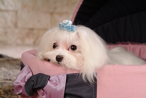 포토 JPG 동물 척추동물 한마리 육지동물 반려견 포유류 실내 사람없음 반려동물 말티즈 개 강아지 애견용품 개집 강아지침대 반려 국내포토 1 내부 침대 파일형식 반려용품