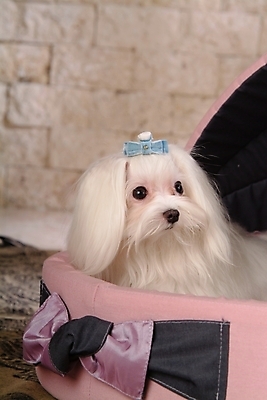 포토 JPG 동물 척추동물 한마리 육지동물 반려견 포유류 실내 사람없음 반려동물 말티즈 개 강아지 애견용품 개집 강아지침대 반려 국내포토 1 내부 침대 파일형식 반려용품