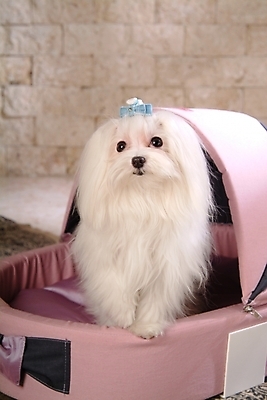 포토 JPG 동물 척추동물 한마리 육지동물 반려견 포유류 실내 사람없음 반려동물 말티즈 개 강아지 애견용품 개집 강아지침대 반려 국내포토 1 내부 침대 파일형식 반려용품