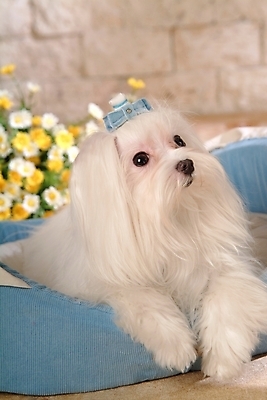 포토 JPG 식물 동물 척추동물 한마리 육지동물 꽃 반려견 포유류 실내 사람없음 반려동물 말티즈 개 강아지 애견용품 개집 강아지침대 반려 국내포토 1 내부 침대 파일형식 반려용품