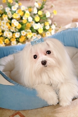 포토 JPG 식물 동물 척추동물 한마리 육지동물 꽃 반려견 포유류 실내 사람없음 반려동물 말티즈 개 강아지 애견용품 개집 강아지침대 반려 국내포토 1 내부 침대 파일형식 반려용품