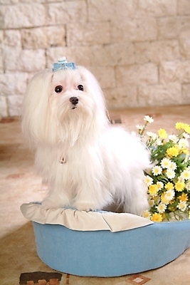 포토 JPG 식물 동물 척추동물 한마리 육지동물 꽃 반려견 포유류 실내 사람없음 반려동물 말티즈 개 강아지 애견용품 개집 강아지침대 반려 국내포토 1 내부 침대 파일형식 반려용품