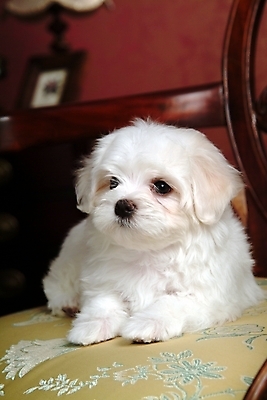 포토 JPG 동물 척추동물 한마리 육지동물 반려견 액자 의자 포유류 실내 사람없음 반려동물 말티즈 개 강아지 반려 국내포토 1 가구 내부 파일형식