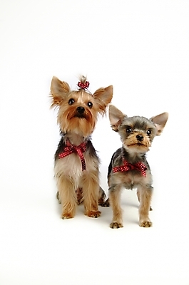 포토 JPG 스튜디오촬영 동물 척추동물 육지동물 리본 반려견 두마리 장신구 포유류 사람없음 장식 반려동물 개 강아지 머리핀 요크셔테리어 테리어 애견용품 반려 국내포토 반려용품 2 실내 오브젝트 파일형식