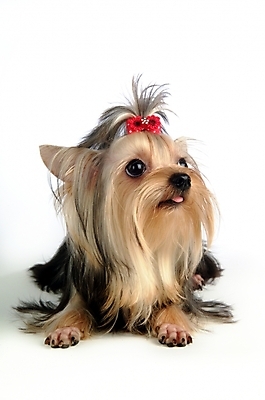 포토 JPG 스튜디오촬영 동물 척추동물 한마리 육지동물 반려견 장신구 포유류 사람없음 장식 반려동물 개 강아지 머리핀 요크셔테리어 테리어 애견용품 반려 국내포토 반려용품 1 실내 오브젝트 파일형식