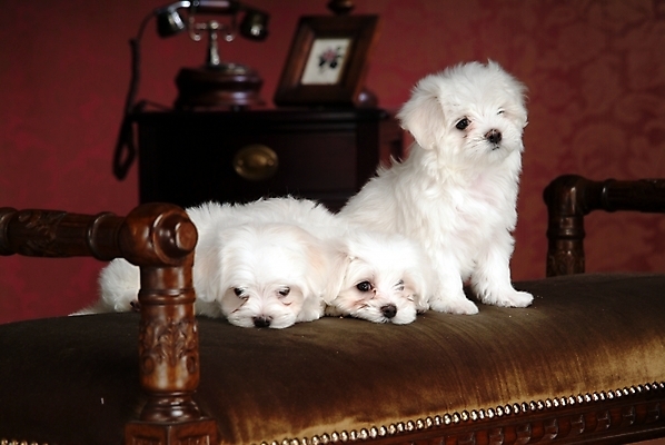 포토 JPG 동물 척추동물 육지동물 반려견 가구 액자 포유류 실내 세마리 사람없음 반려동물 인테리어 침대 말티즈 개 강아지 전화기 강아지침대 반려 국내포토 디자인 생활용품 3 내부 애견용품 파일형식