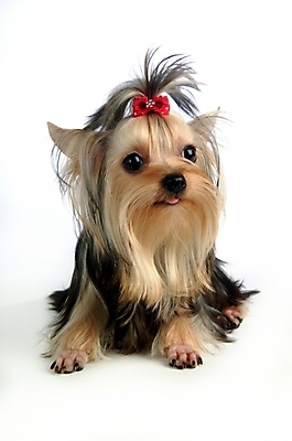 포토 JPG 스튜디오촬영 동물 척추동물 한마리 육지동물 반려견 장신구 포유류 사람없음 장식 반려동물 개 강아지 머리핀 요크셔테리어 테리어 애견용품 반려 국내포토 반려용품 1 실내 오브젝트 파일형식