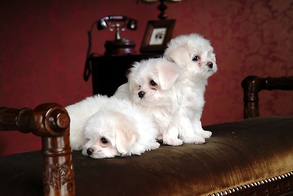 포토 JPG 동물 척추동물 육지동물 반려견 가구 액자 포유류 실내 세마리 사람없음 반려동물 인테리어 침대 말티즈 개 강아지 전화기 강아지침대 반려 국내포토 디자인 생활용품 3 내부 애견용품 파일형식